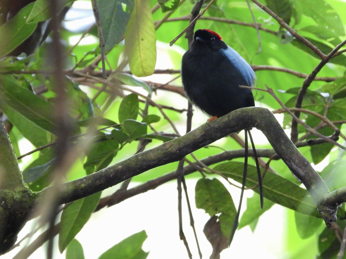 Long-tailed Manakin - ML625062128