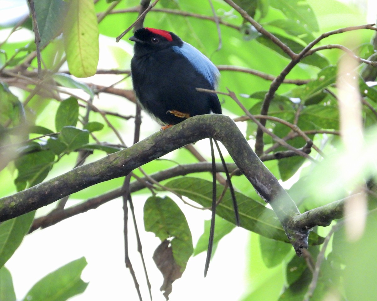 Long-tailed Manakin - ML625062129