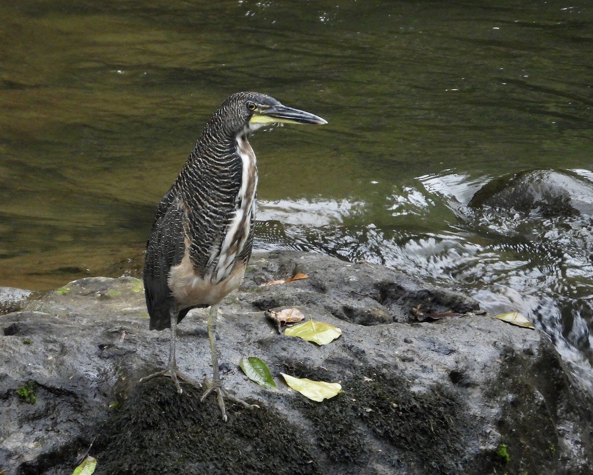 Fasciated Tiger-Heron - ML625062310