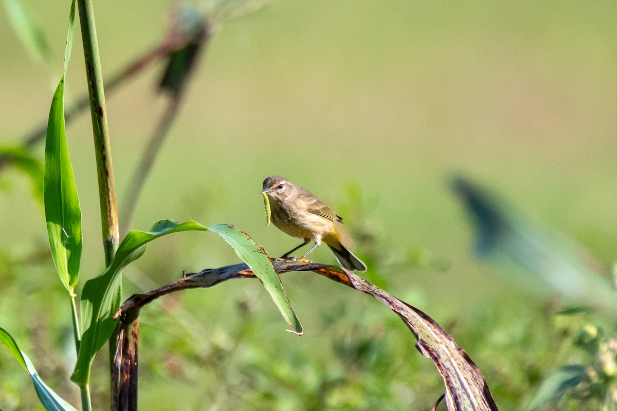 Palm Warbler - ML625062390