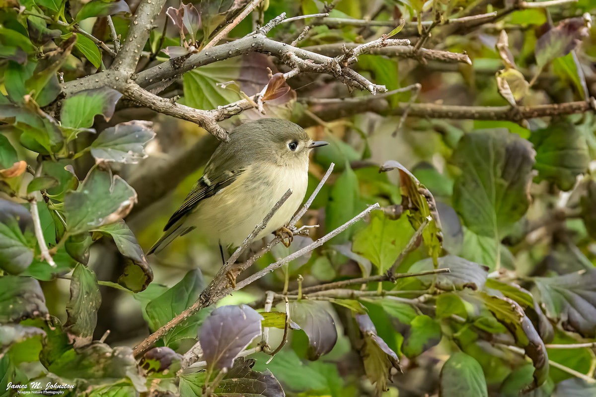 Ruby-crowned Kinglet - ML625062424