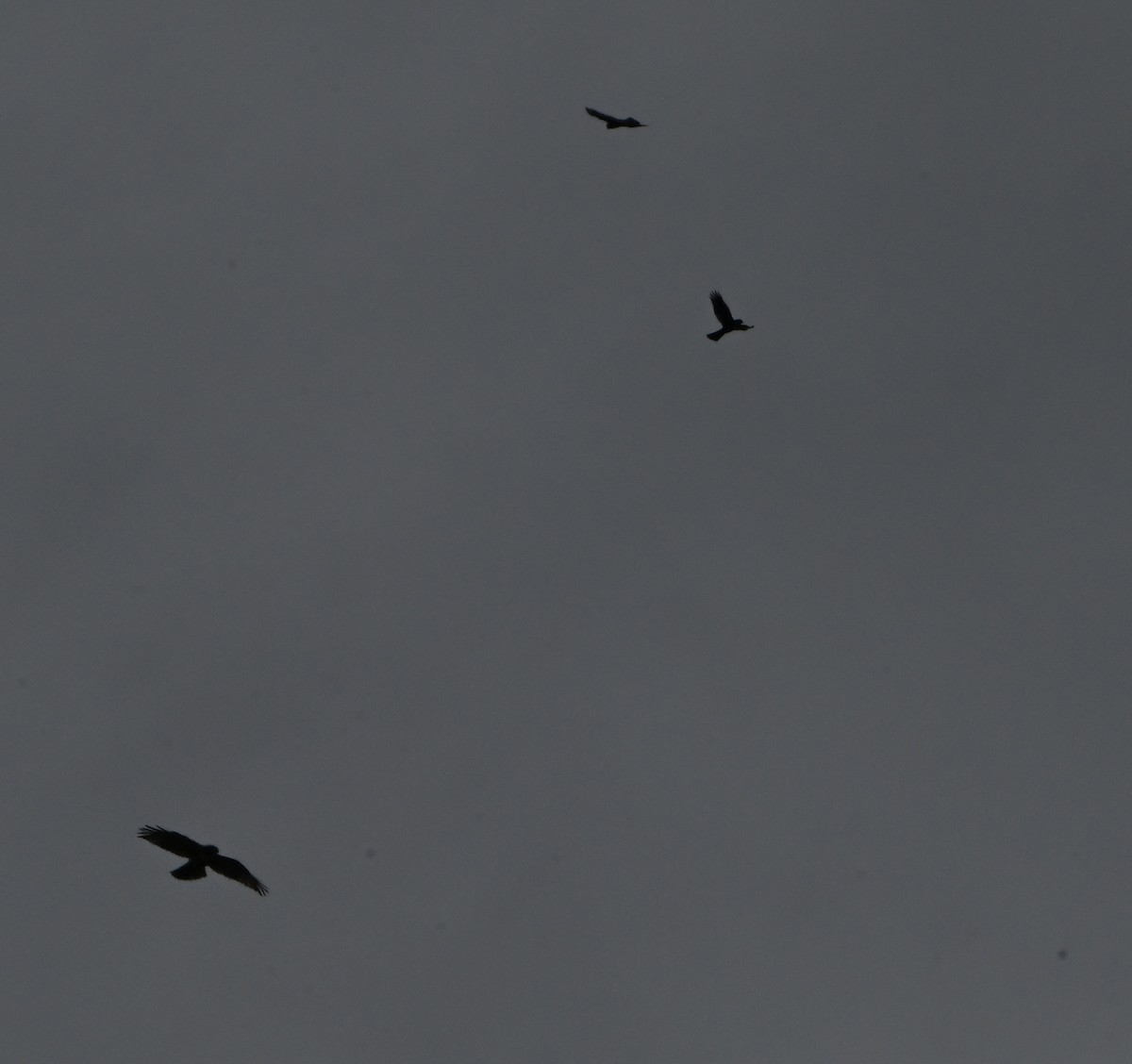 Red-tailed Hawk - ML625062475