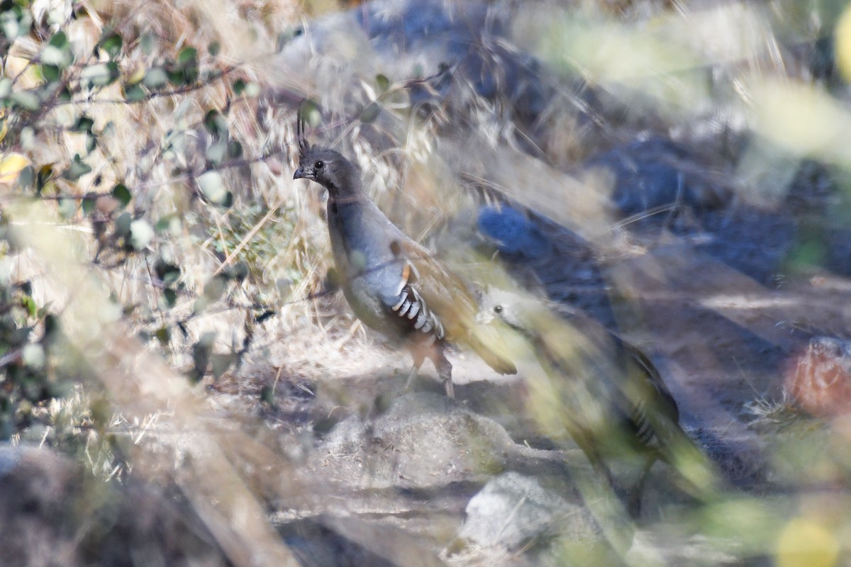 Mountain Quail - ML625062507