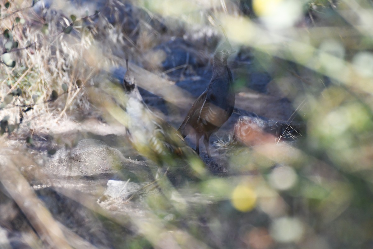Mountain Quail - ML625062508