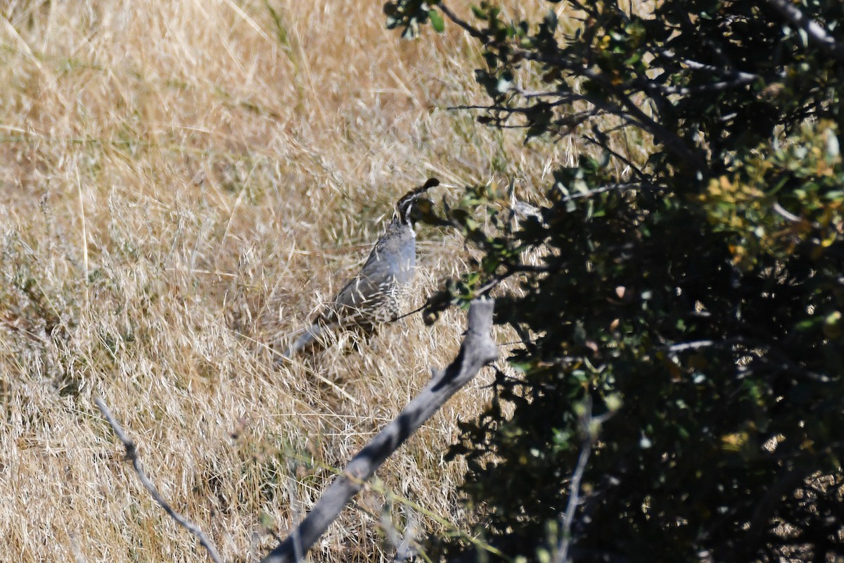 Galeper kaliforniarra - ML625062580