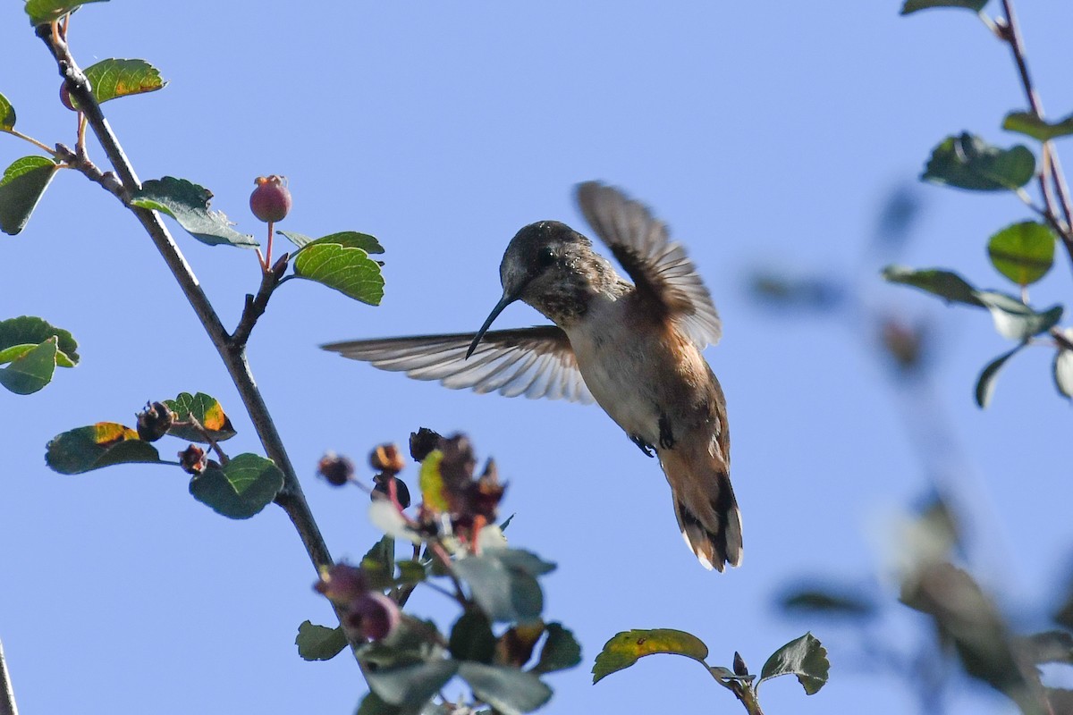 Rufous/Allen's Hummingbird - ML625062599