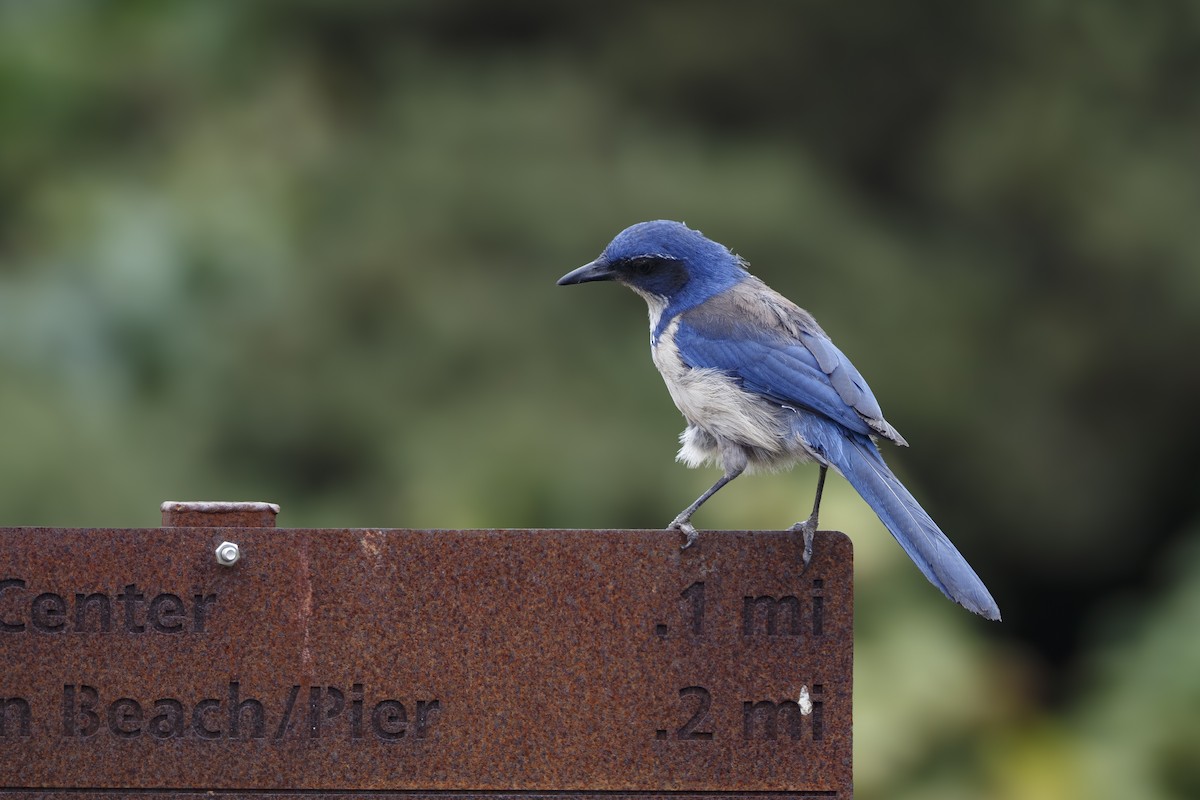 Island Scrub-Jay - ML625062605