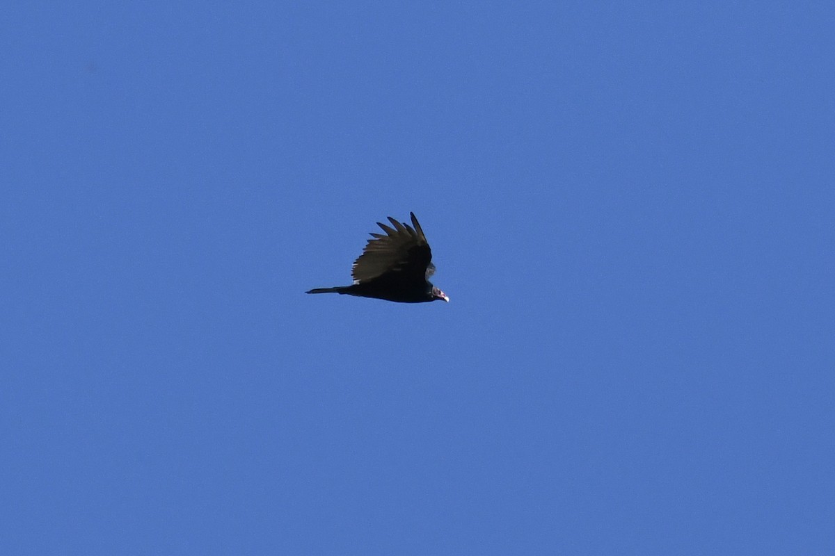 Turkey Vulture (Northern) - ML625062608