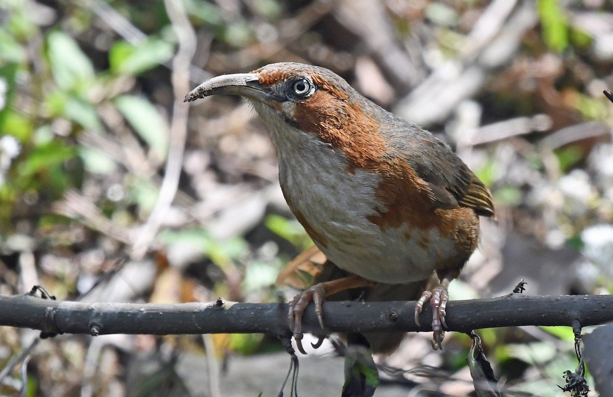 Rusty-cheeked Scimitar-Babbler - ML625062642