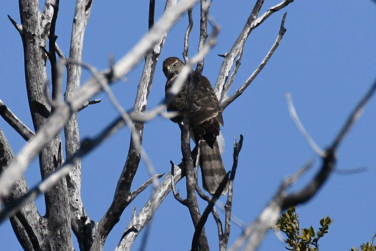 Cooper's Hawk - ML625062651