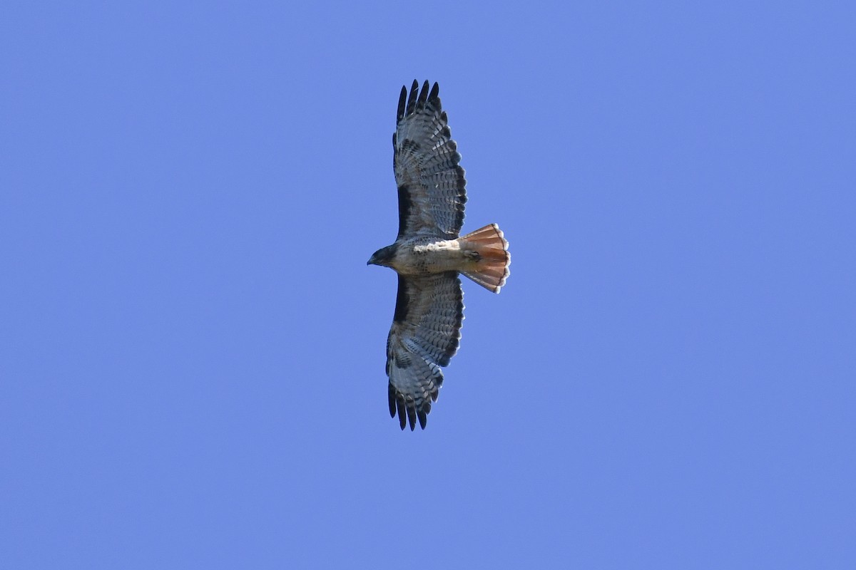 Red-tailed Hawk (calurus/alascensis) - ML625062658