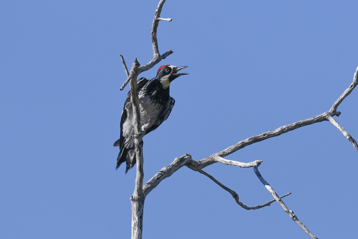 Acorn Woodpecker (Acorn) - ML625062675