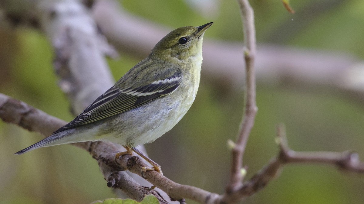 Blackpoll Warbler - ML625062678
