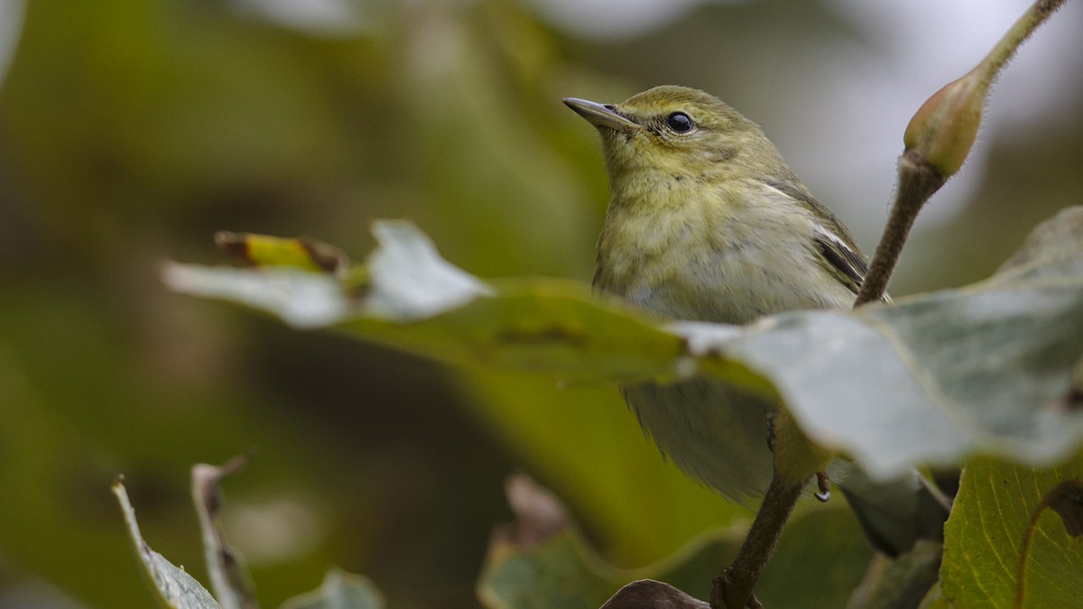 Blackpoll Warbler - ML625062697