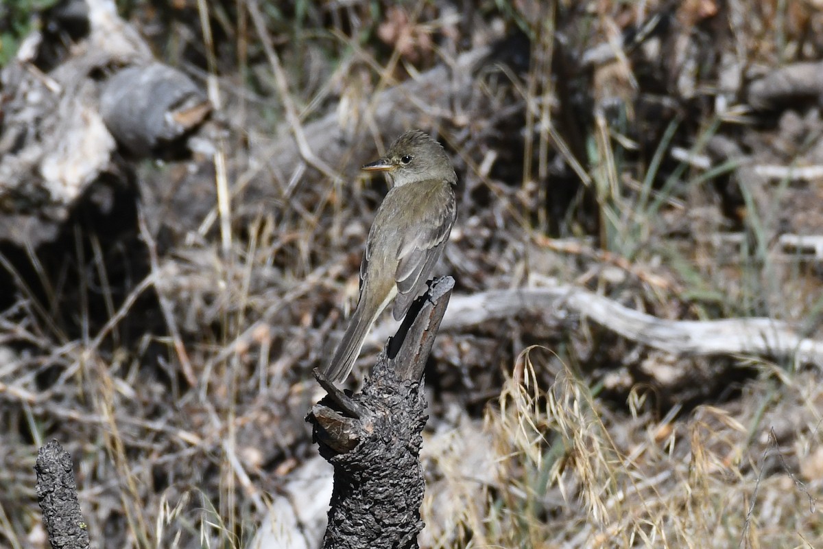 Willow Flycatcher - ML625062769