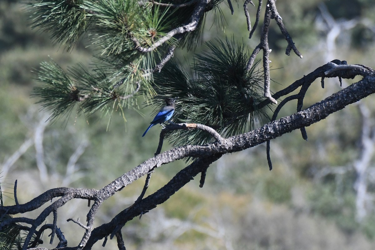 Steller's Jay - ML625062777