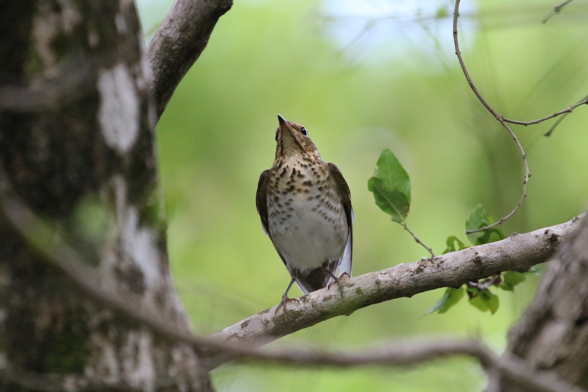 Swainson's Thrush - ML625062790