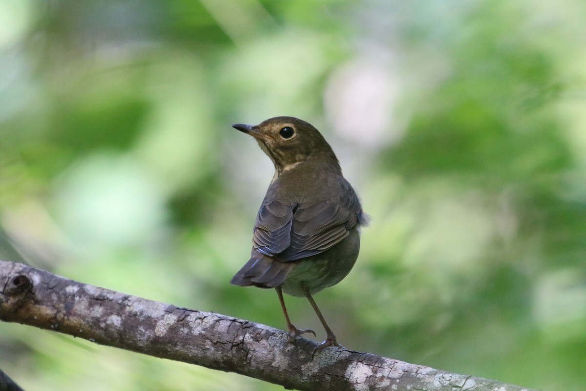 Swainson's Thrush - ML625062791