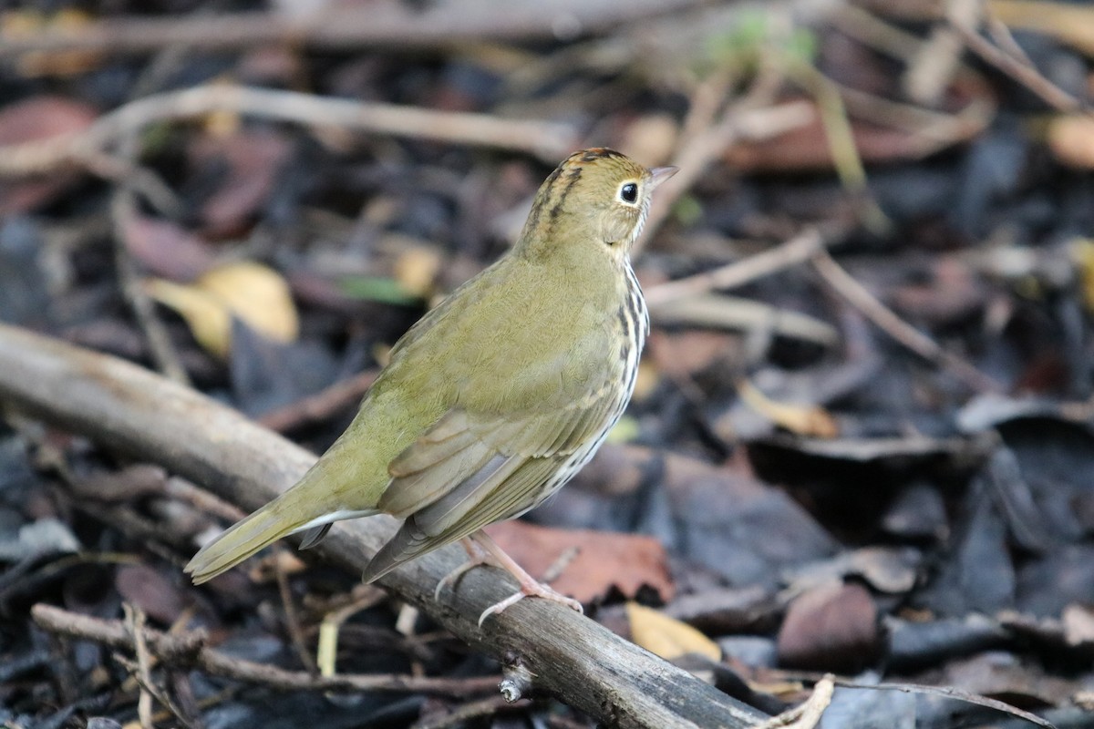 Ovenbird - ML625062800