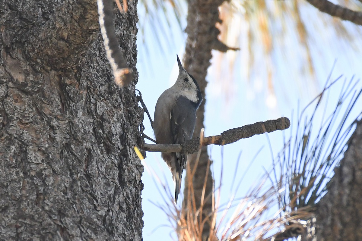 White-breasted Nuthatch - ML625062872
