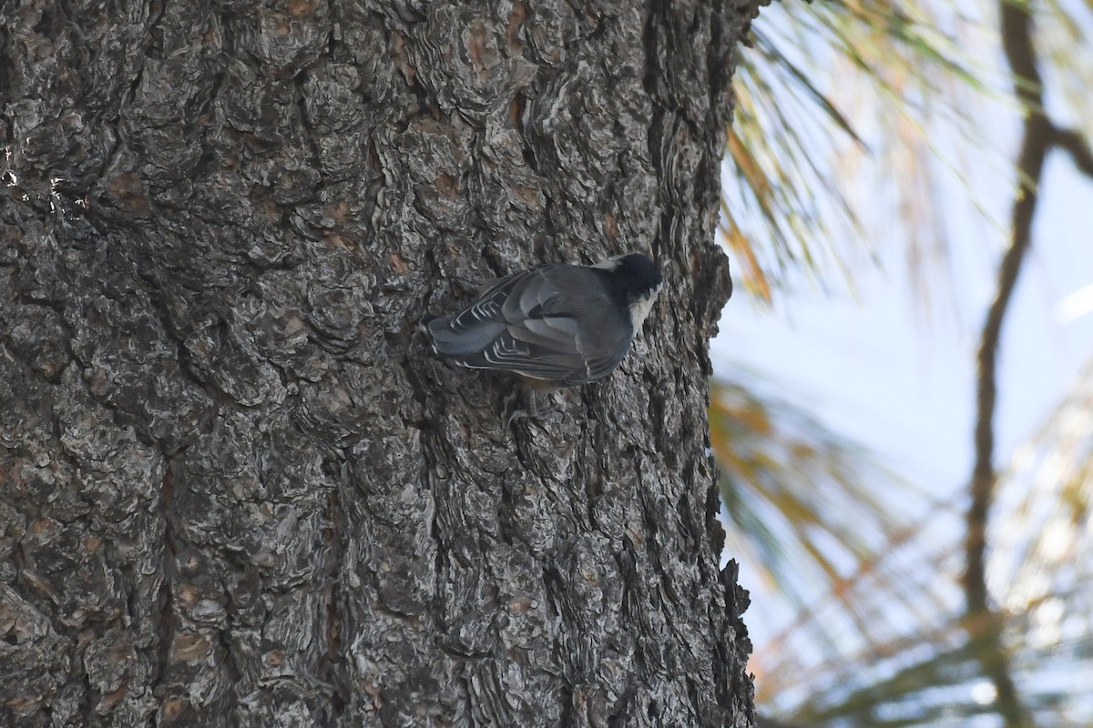White-breasted Nuthatch - ML625062873