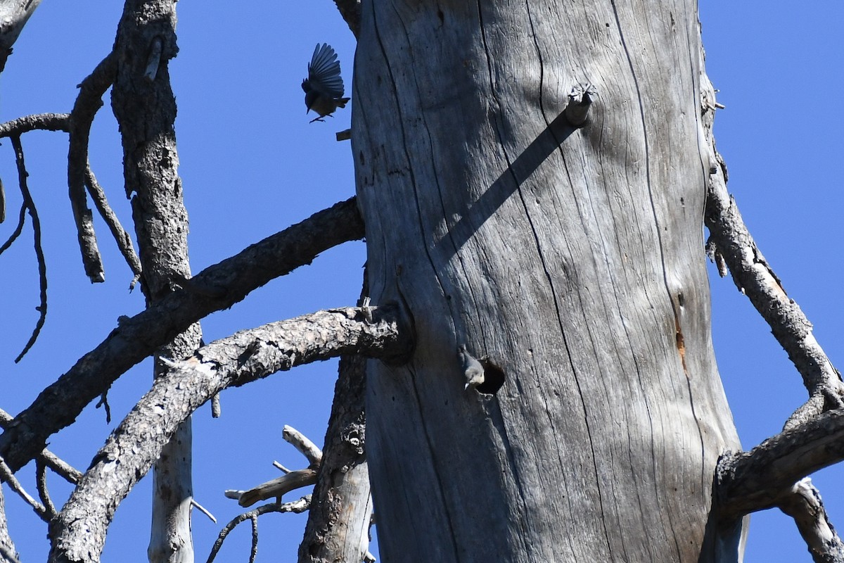 Pygmy Nuthatch - ML625062878