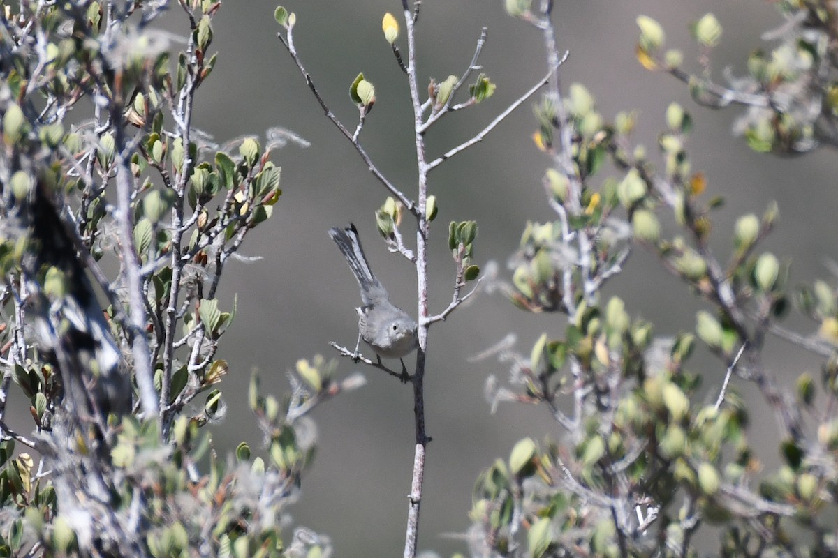 Blue-gray Gnatcatcher (Western) - ML625062912