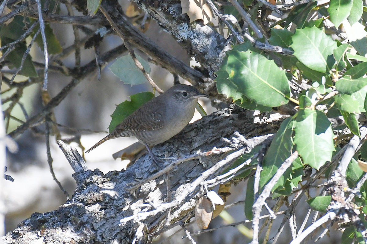 Northern House Wren (Northern) - ML625062966