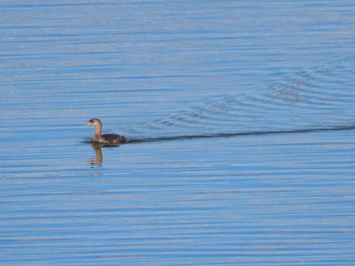 Pied-billed Grebe - ML625062988