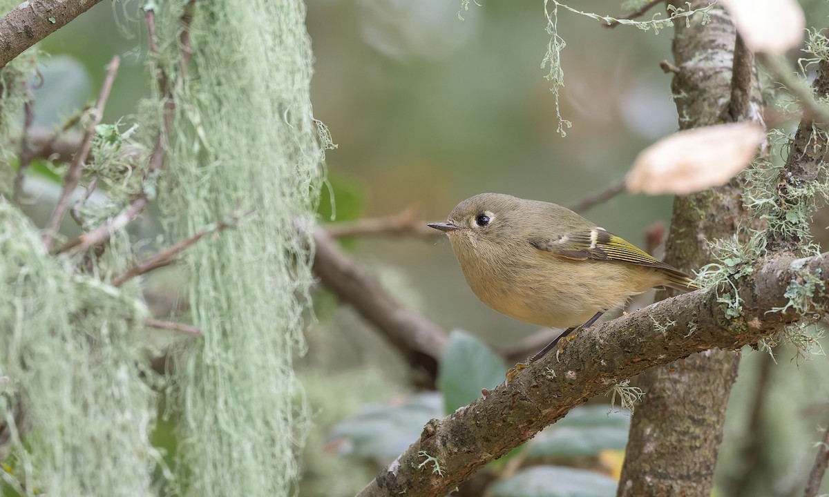 Ruby-crowned Kinglet - ML625062993