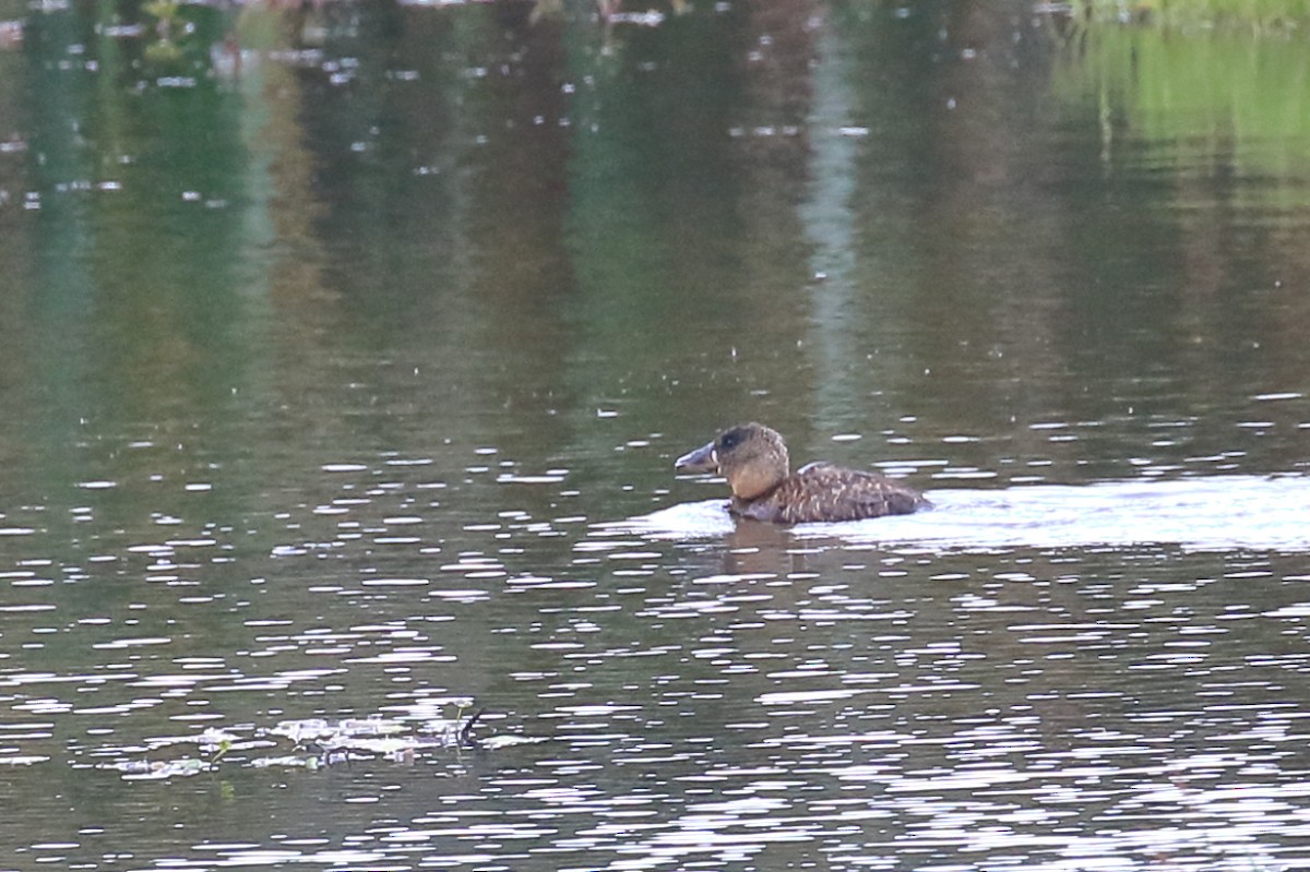 White-backed Duck - ML625063008