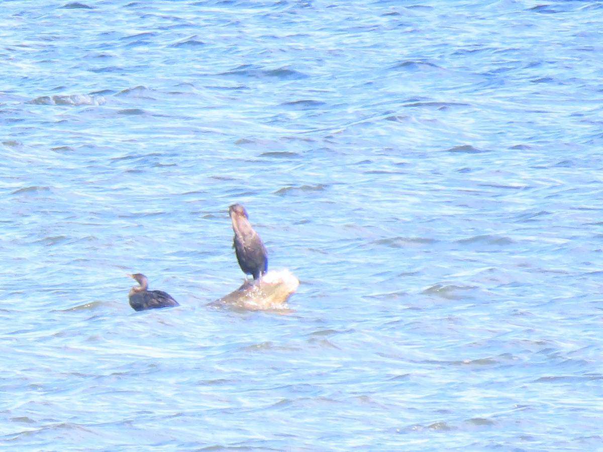 Double-crested Cormorant - ML625063010