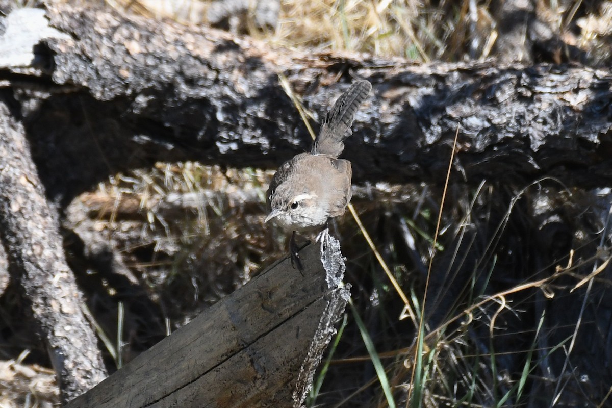 Bewick's Wren (spilurus Group) - ML625063016