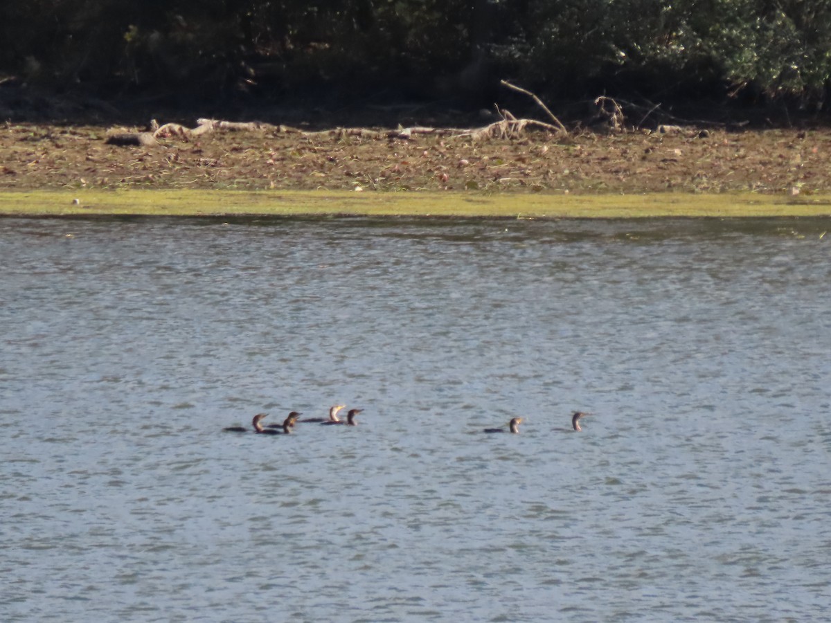 Double-crested Cormorant - ML625063029