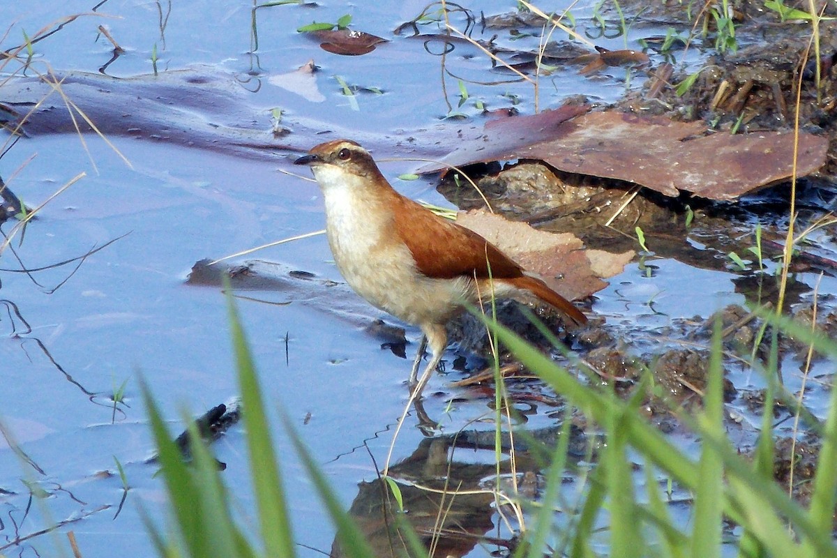 Wing-banded Hornero - ML625063035
