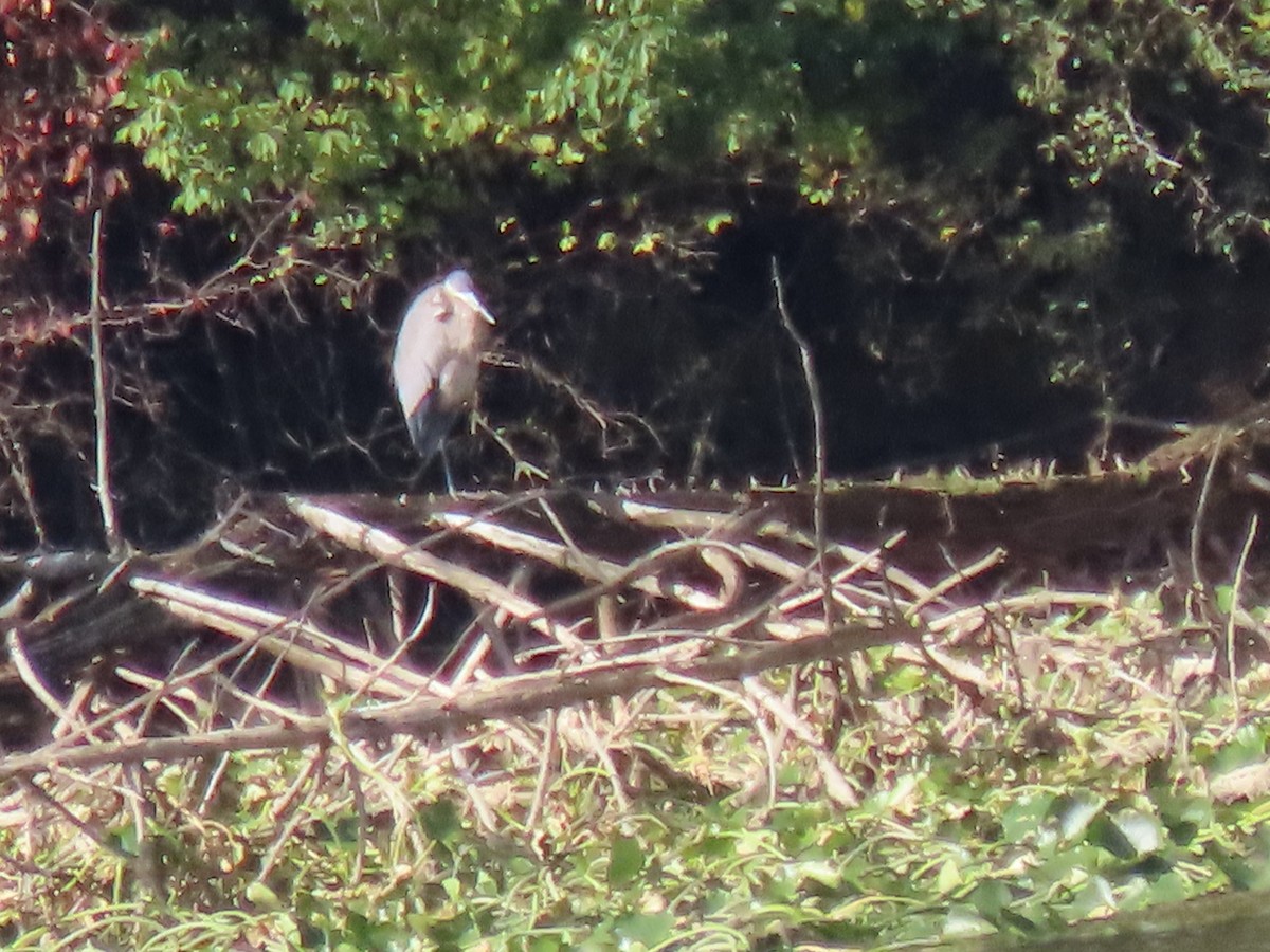 Great Blue Heron - ML625063052