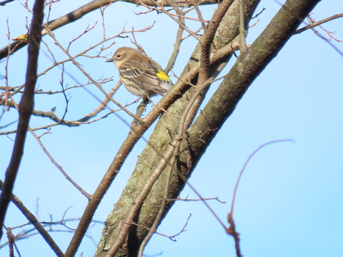 Yellow-rumped Warbler - ML625063092