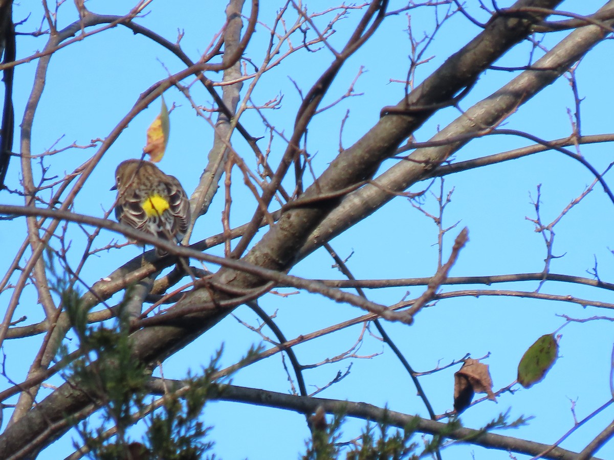 Yellow-rumped Warbler - ML625063103