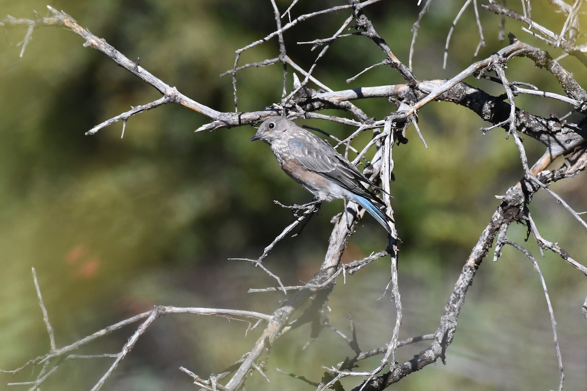 Western Bluebird - ML625063105