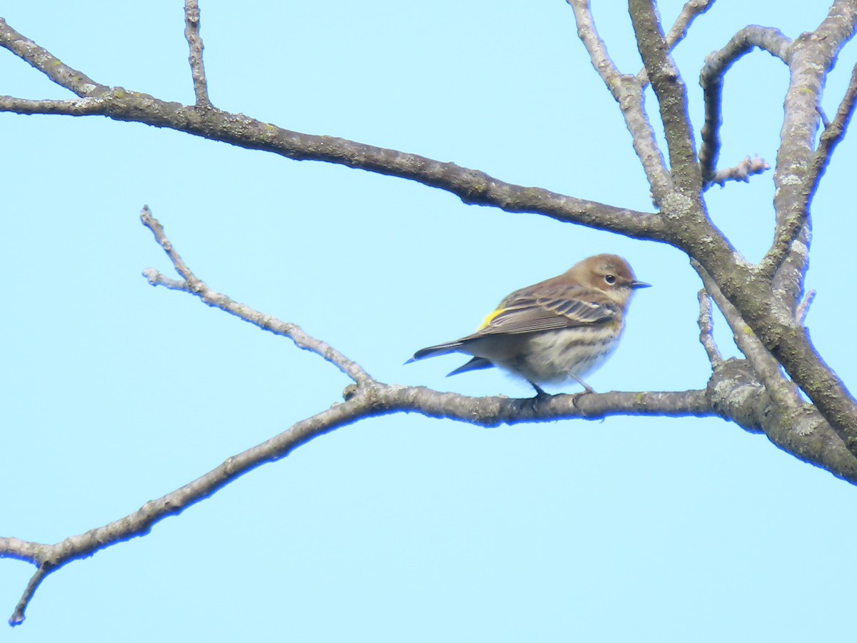 Yellow-rumped Warbler - ML625063109