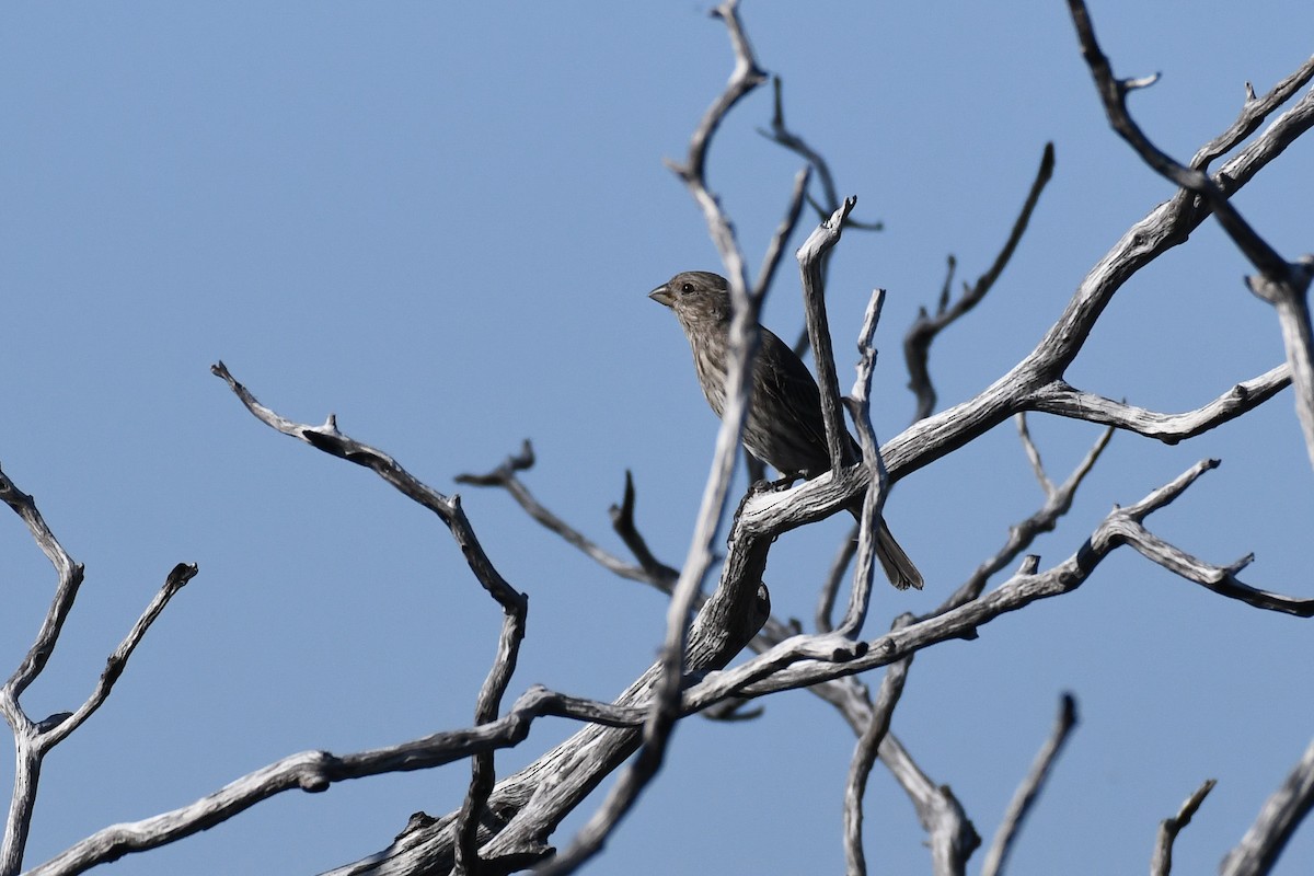 House Finch - ML625063247