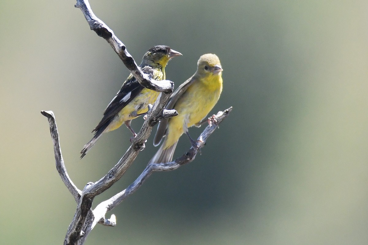 Lesser Goldfinch - ML625063255
