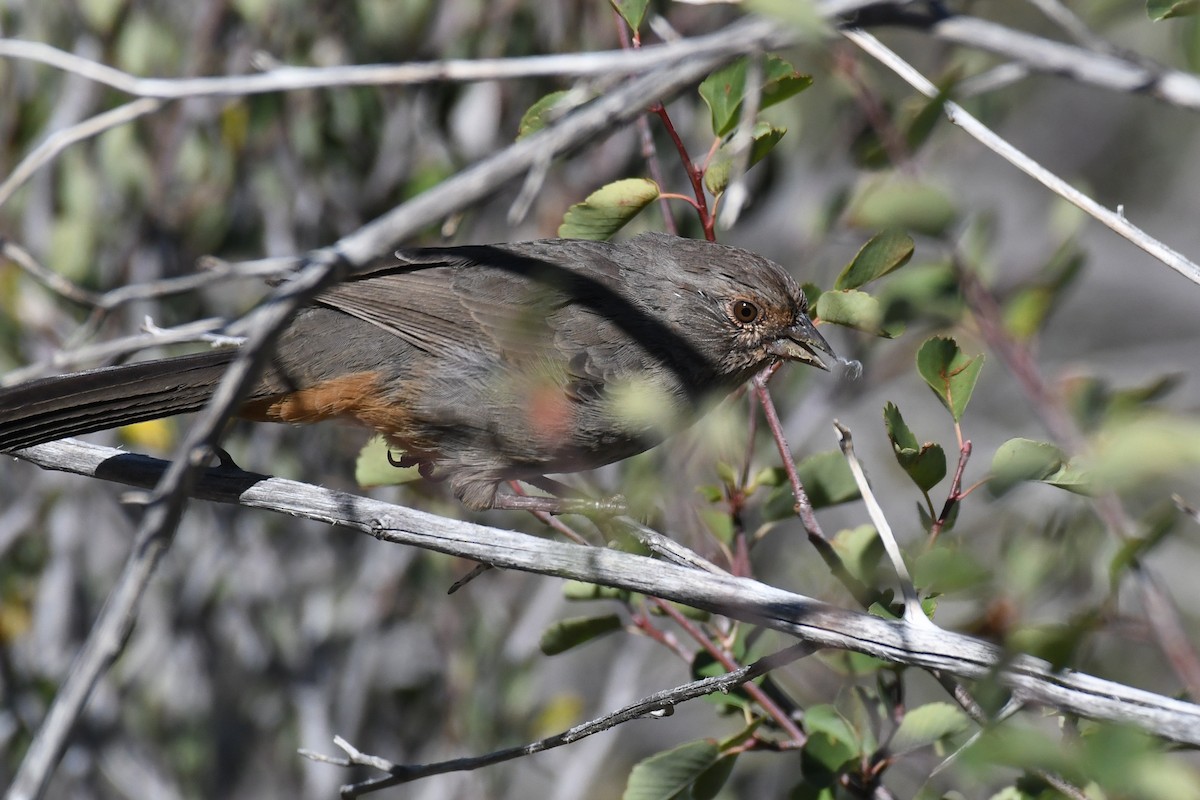 California Towhee - ML625063317