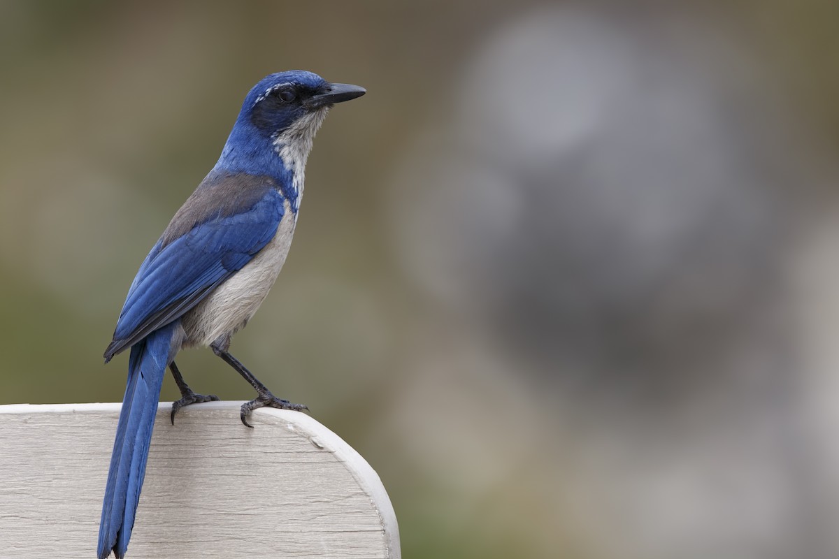 Island Scrub-Jay - ML625063447