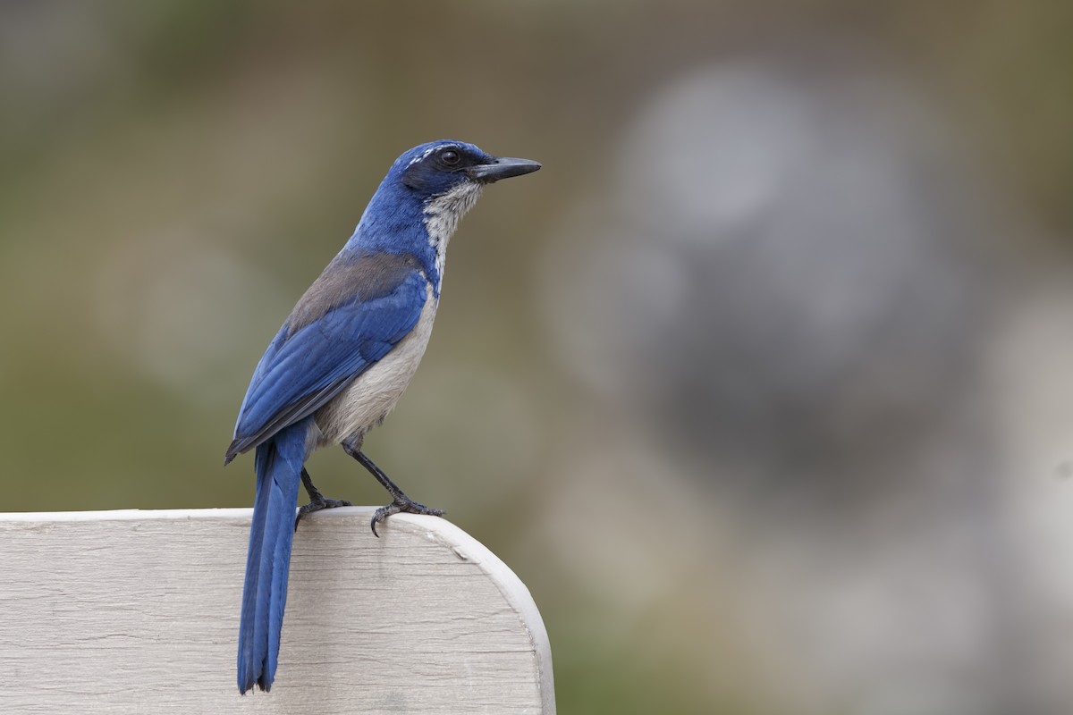 Island Scrub-Jay - ML625063449