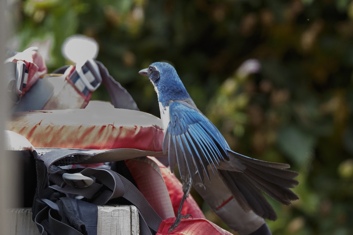 Island Scrub-Jay - ML625063452