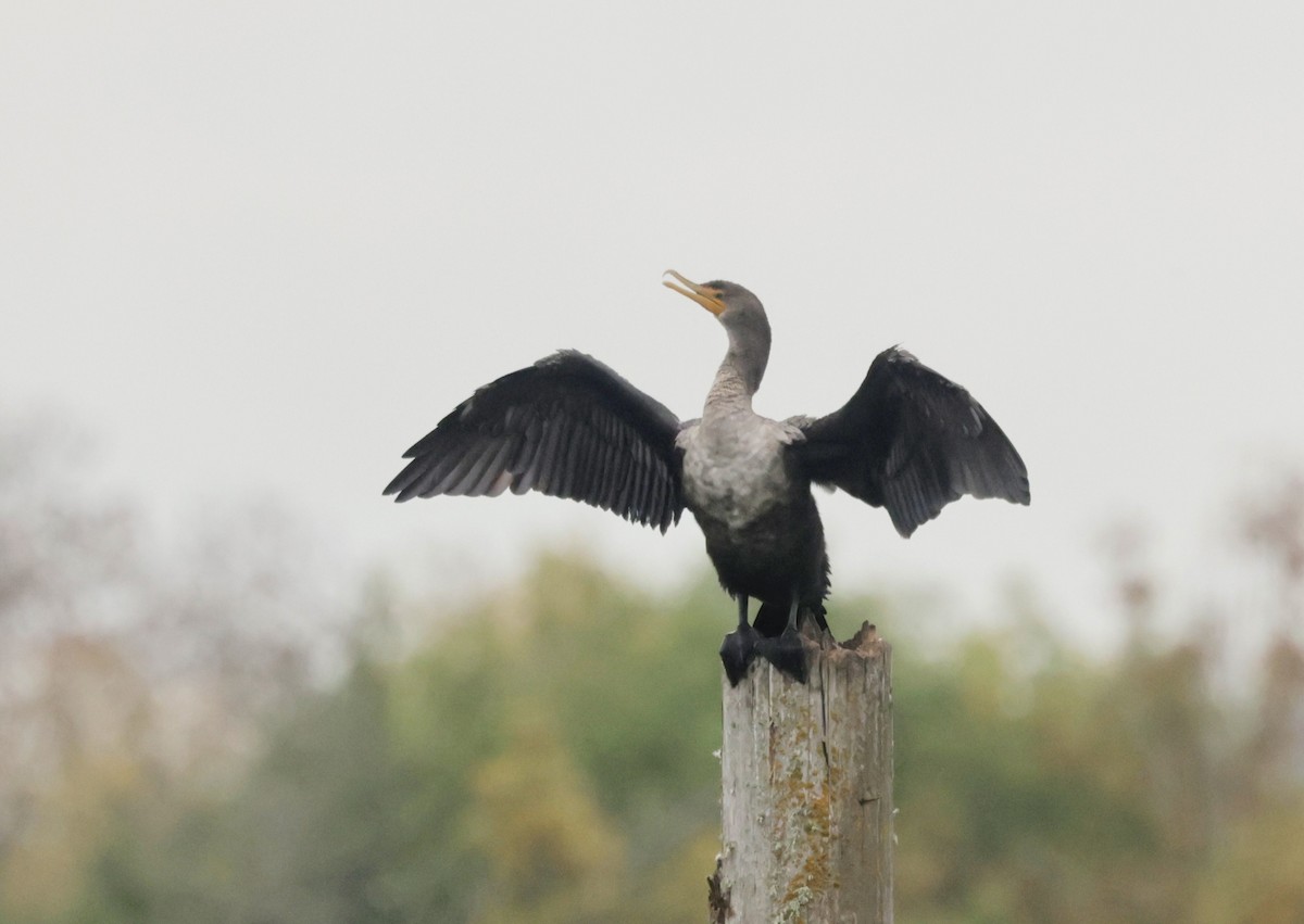 Double-crested Cormorant - ML625063540