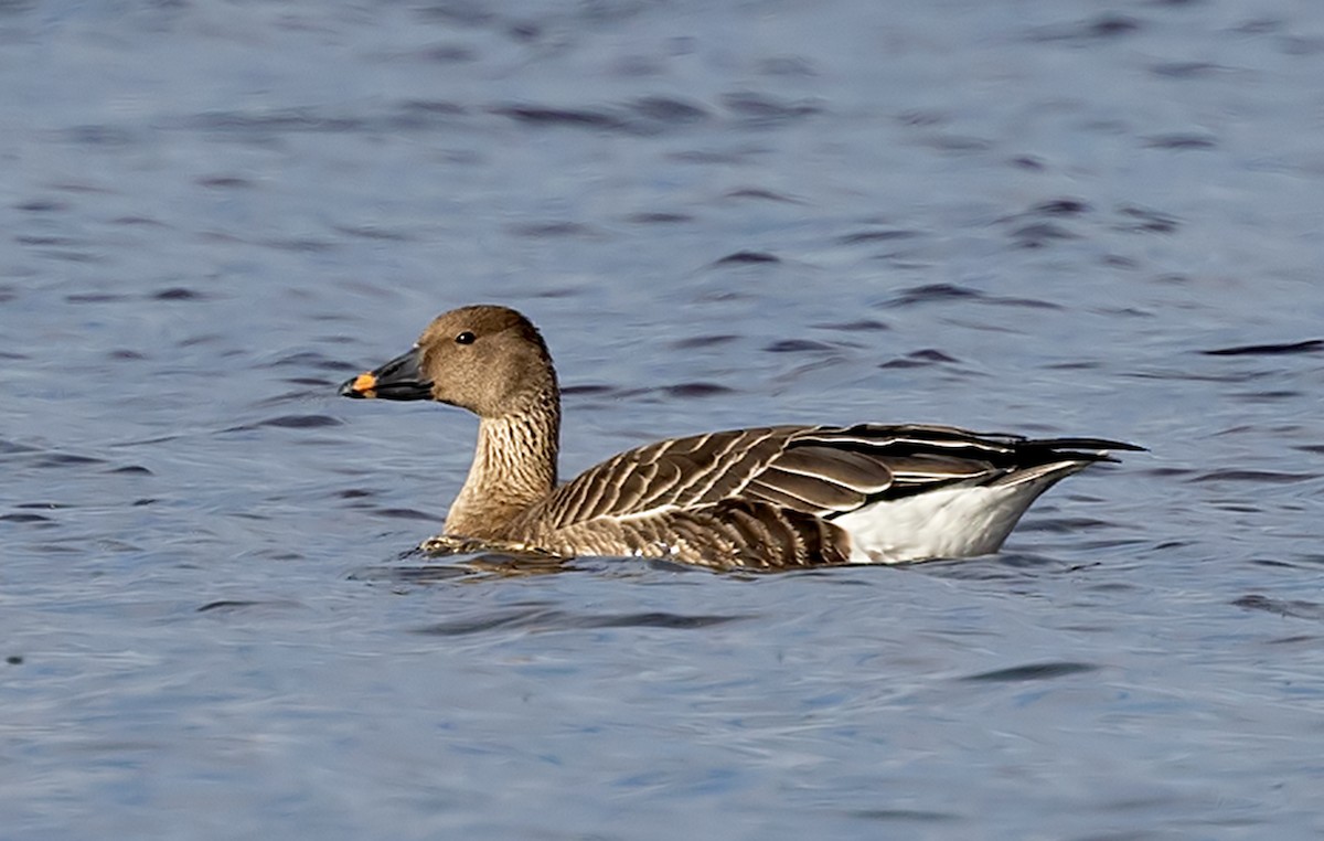 Tundra Bean-Goose - ML625063684