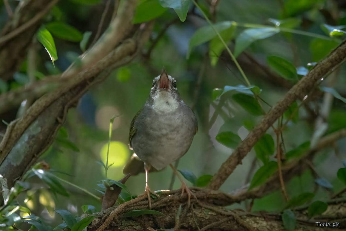 White-browed Warbler - ML625063822