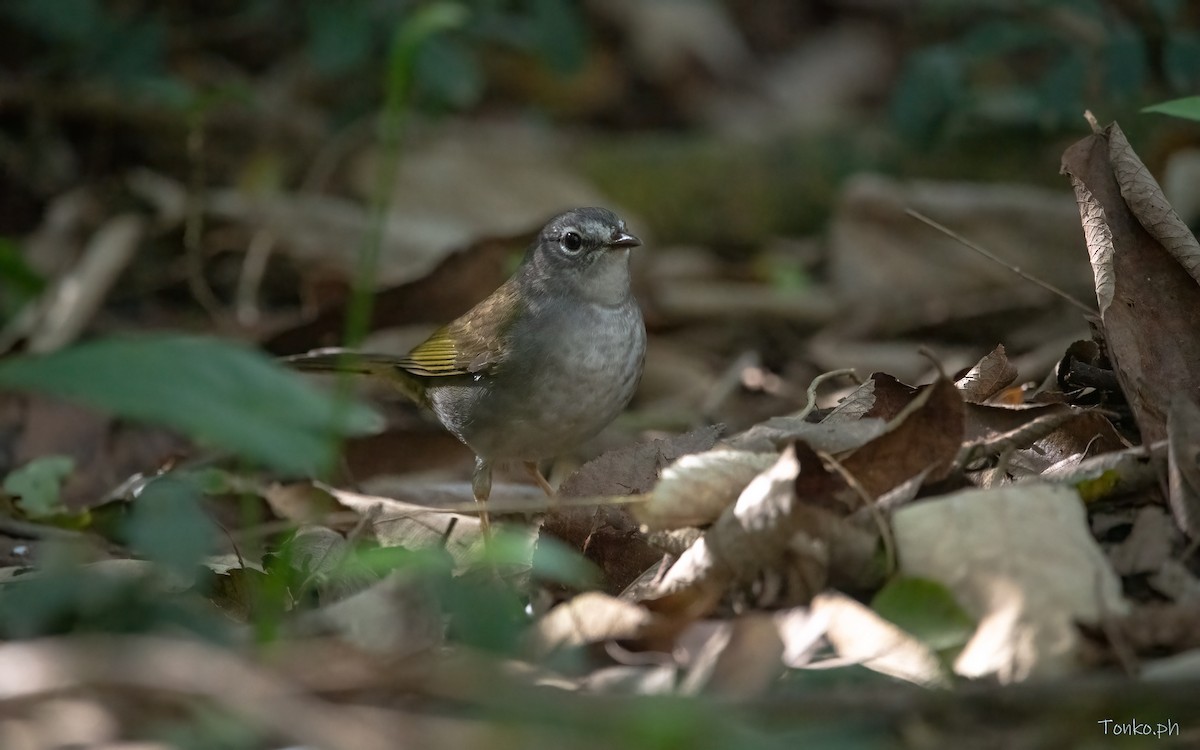 White-browed Warbler - ML625063823